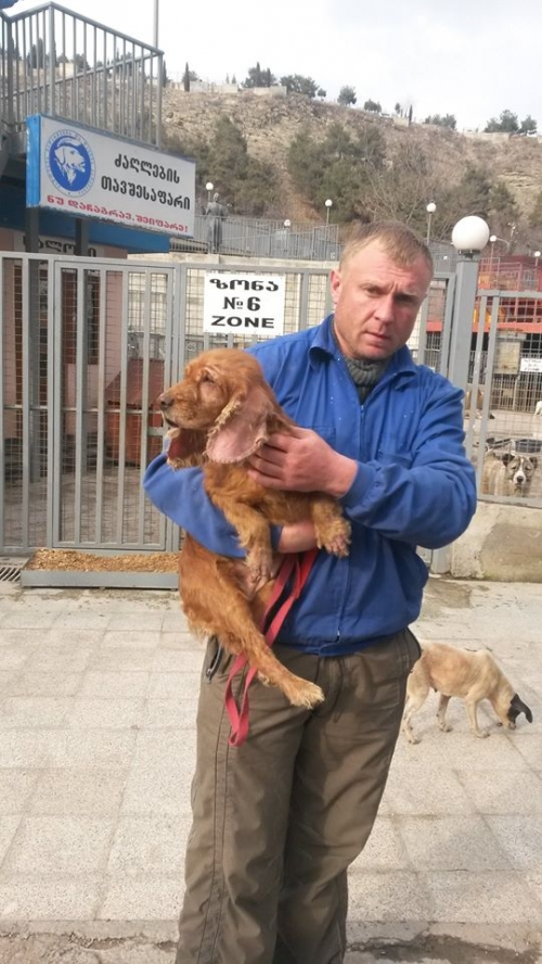 კოკერსპანიელი ლიზი