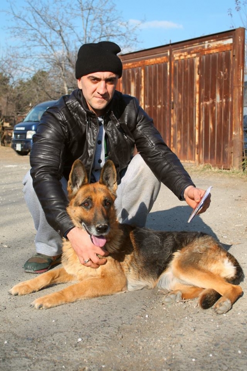 გერმანული ნაგაზი ცესი