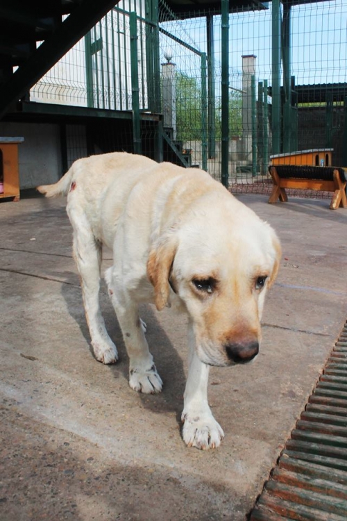 ლაბრადორი უსახელო