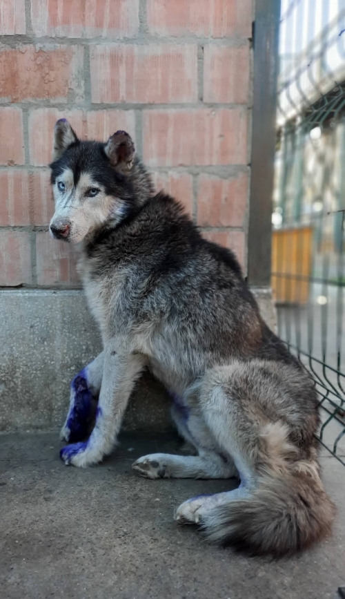ლაიკა გადმოყვანილია მუნიციპალურ თავშესაფრიდან
