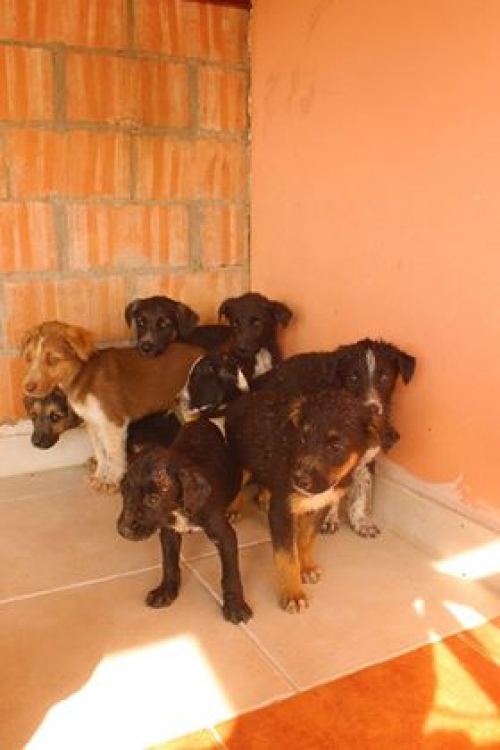 მეტისი უსახელო