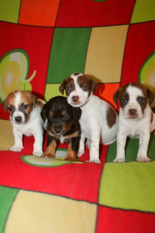 ჯეკ რას ტერიერის მეტისი უსახელო