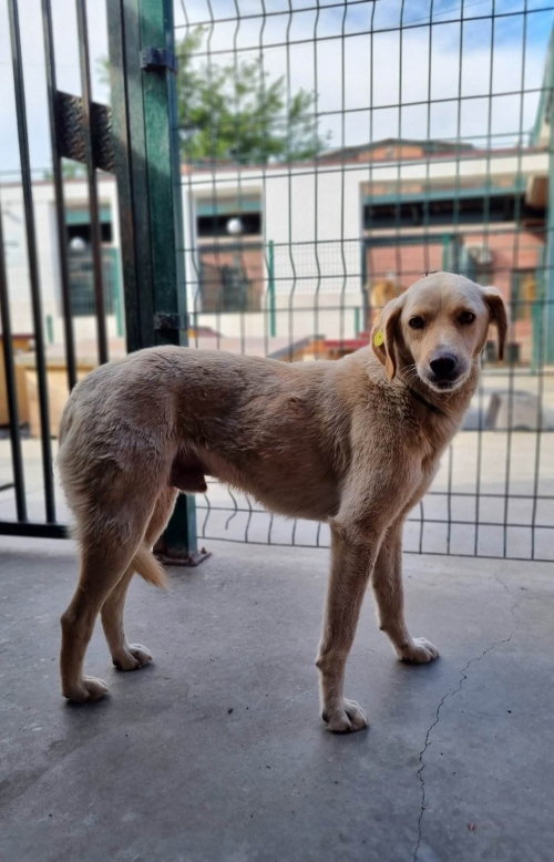 მეტისი თბილისის ზღვა