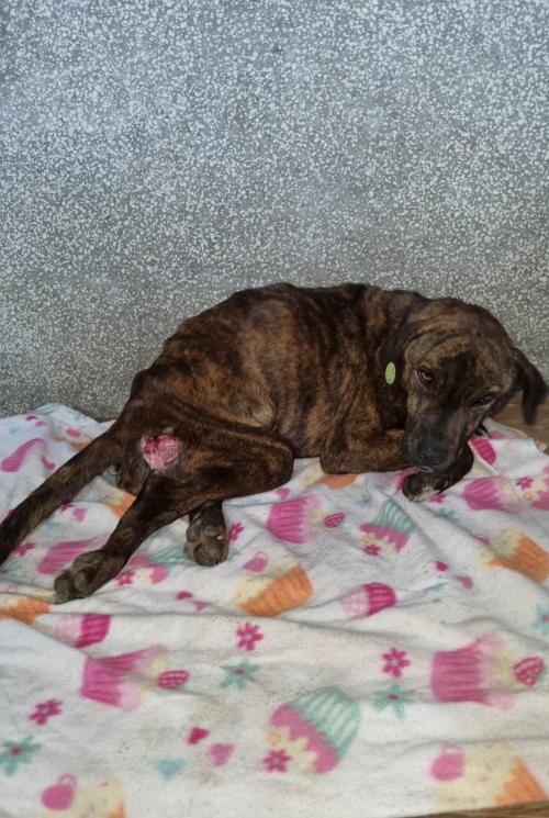 მეტისი ხაშური