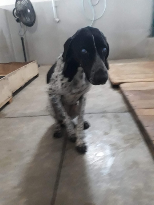 კურცხაარი უსახელო