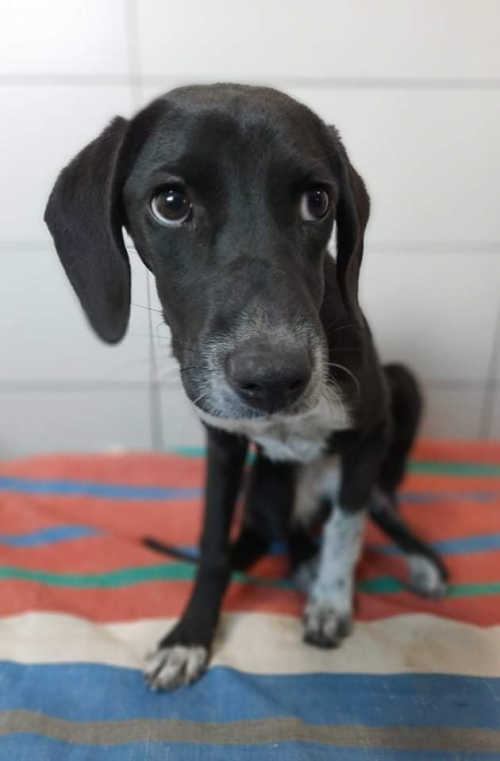 მეტისი სარაჯიშვილის მეტრო