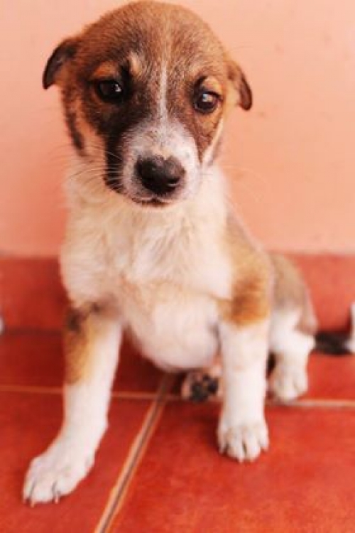 მეტისი უსახელო