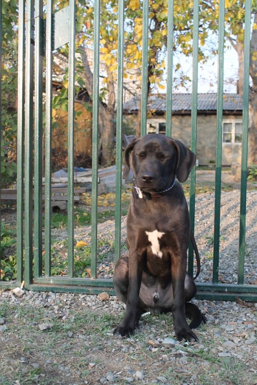 ლაბრადორის მეტისი ბობი