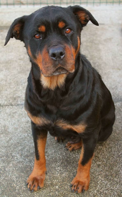 როტვეილერი უსახელო