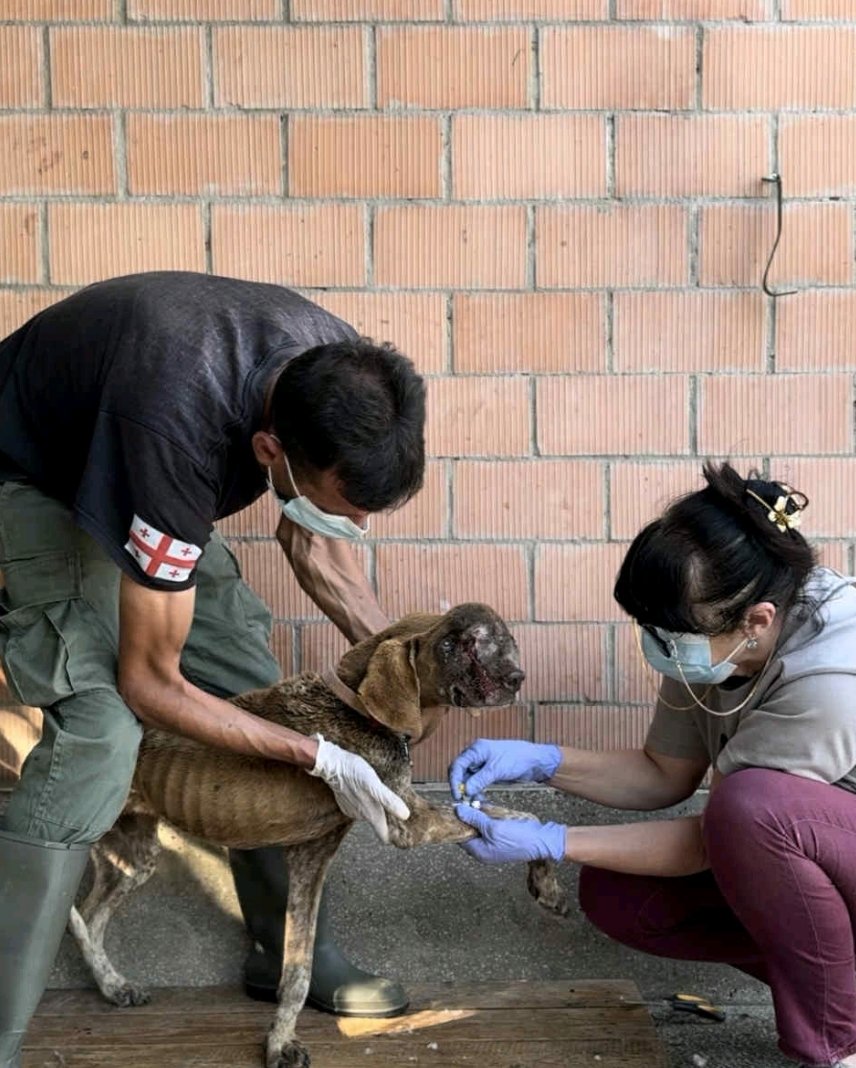 კურცჰაარი. სამტრედია