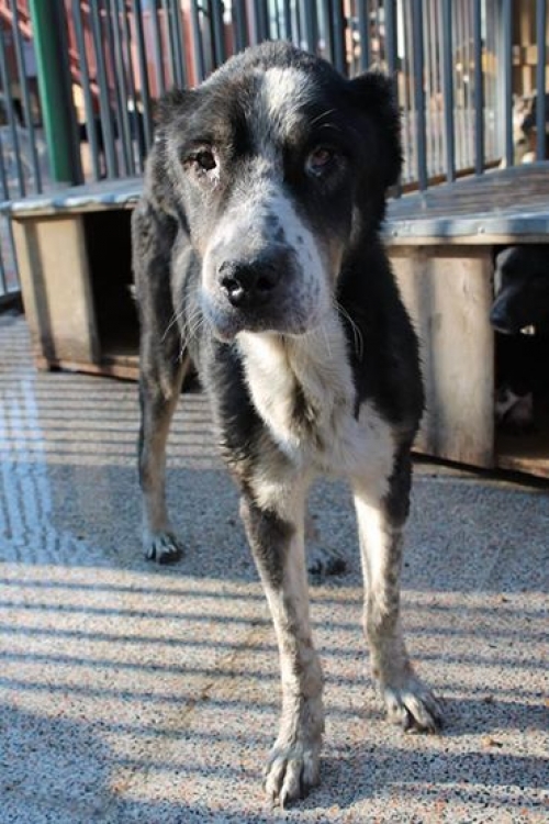 ქართული ქოფაკი ლომა