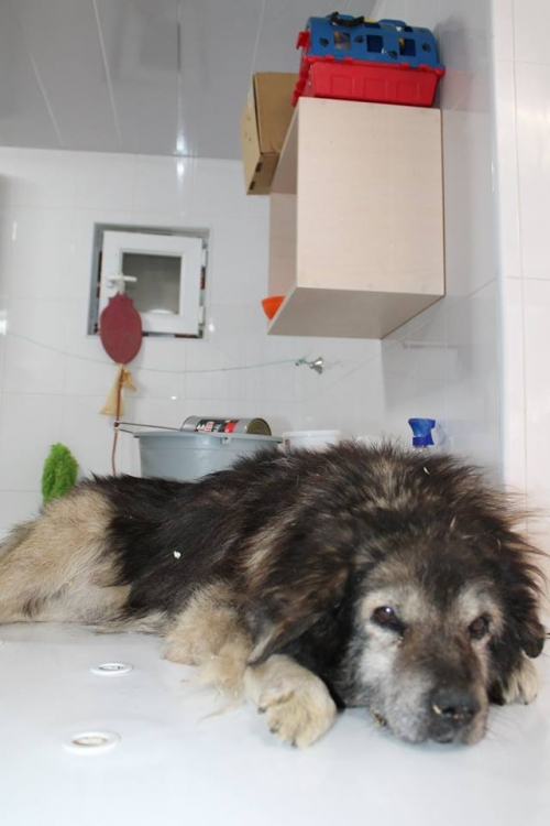 ქართული ნაგაზი უსახელო