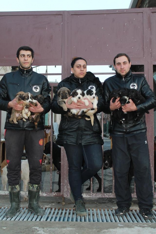 მეტისის ლეკვები უსახელო