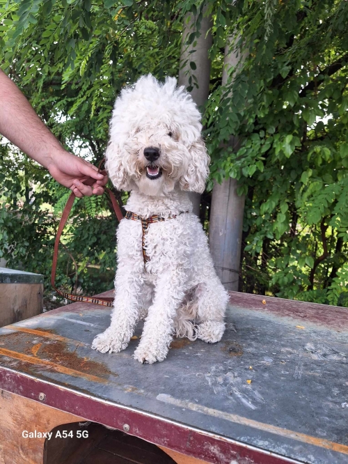 პუდელი ლილუ