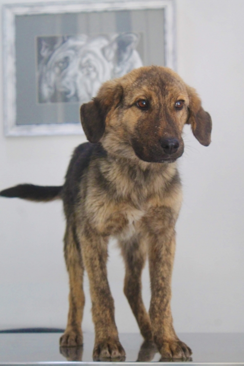 მეტისი უსახელო