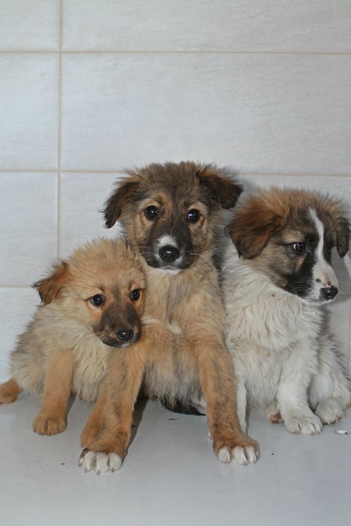 ქართული ქოფაკი უსახელო