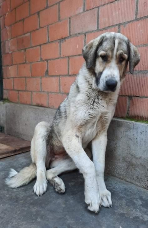 ქართული ქოფაკი ვარკეთილი 3 339 კორპუსი