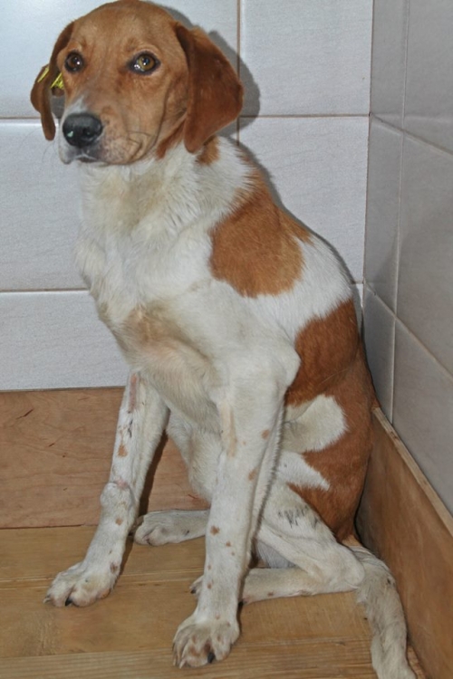 მეტისი უსახელო