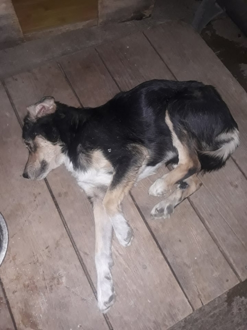 მეტისი ანტონი