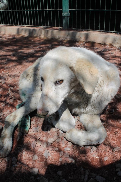 მეტისი უსახელო