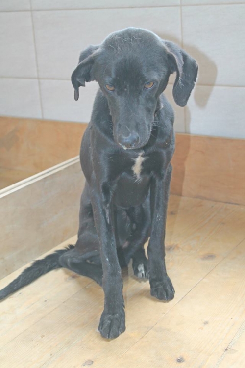 მეტისი ბობი