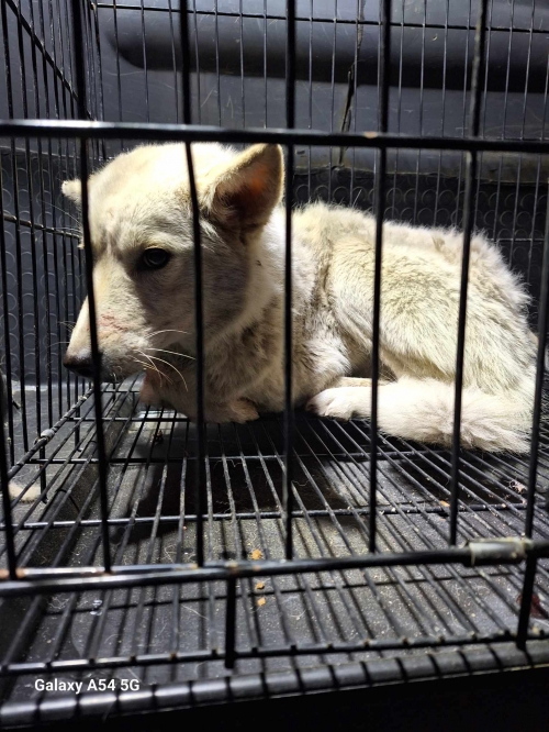 მეტისი თეთრიწყარო