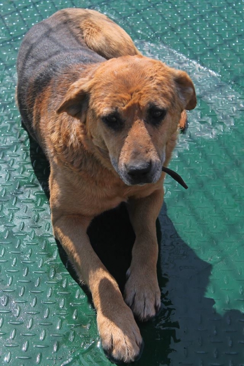 მეტისი ამბაკო