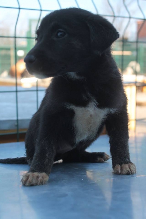 მეტისი უსახელო