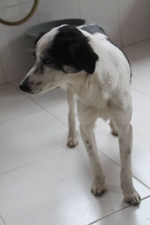 სპანიელის მეტისი უსახელო