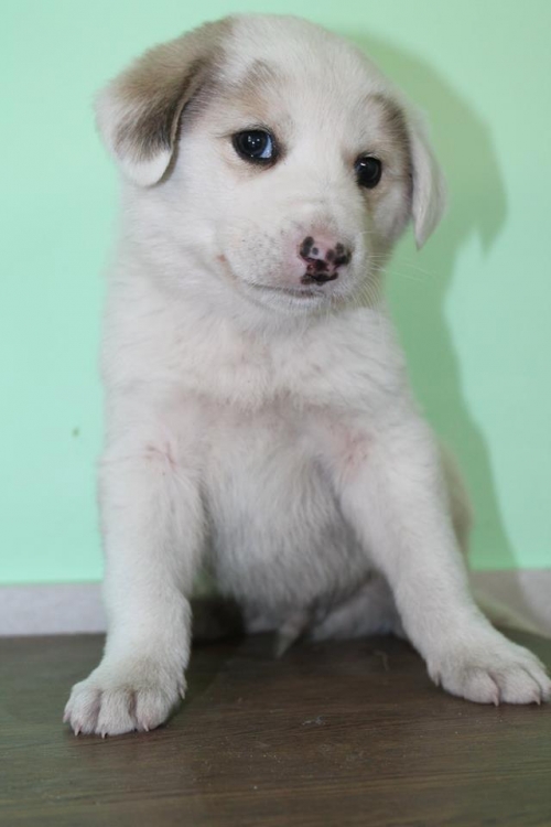 მეტისი უსახელო