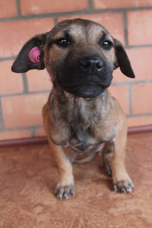 მეტისი უსახელო