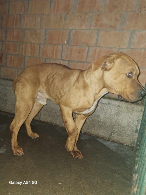 პიტი ნატახტარი ბარამბოს ქარხანა