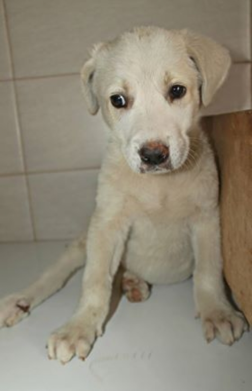 ქართული ქოფაკი უსახელო