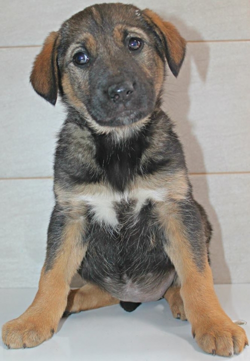 მეტისი უსახელო