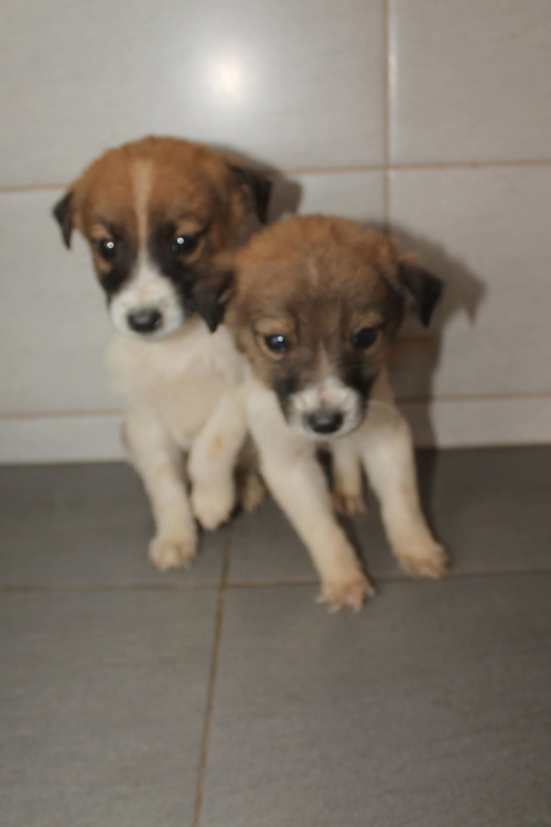 მეტისი უსახელო