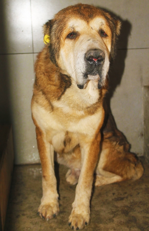 ქართული ნაგაზი უსახელო