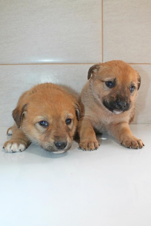 მეტისი უსახელო