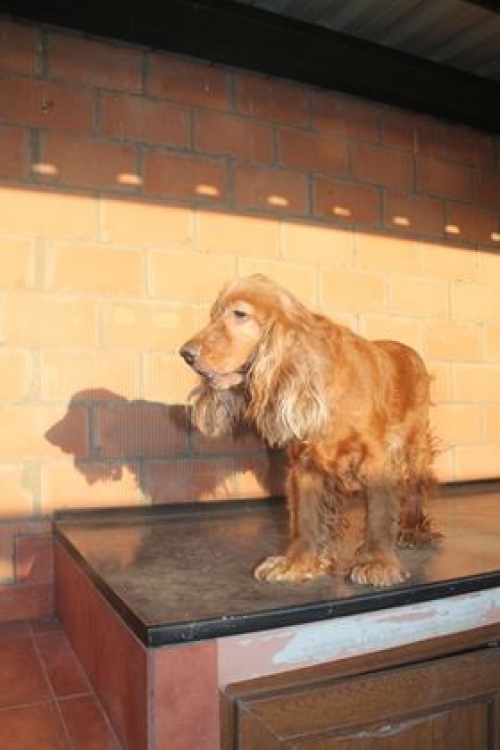 კოკერსპანიელი დიანა