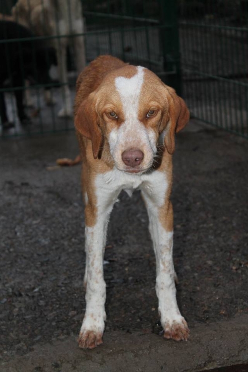 მეტისი უსახელო