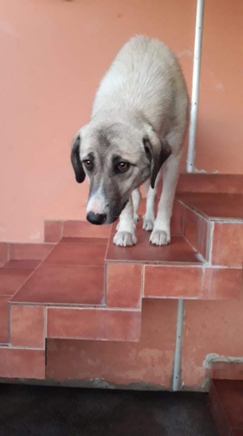 მეტისი უსახელო