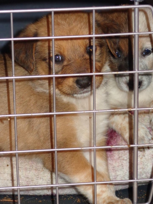 მეტისის ლეკვები უსახელო