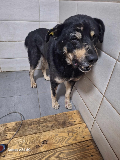 ქართული ქოფაკი წეროვანი დევნილთა დასახლება