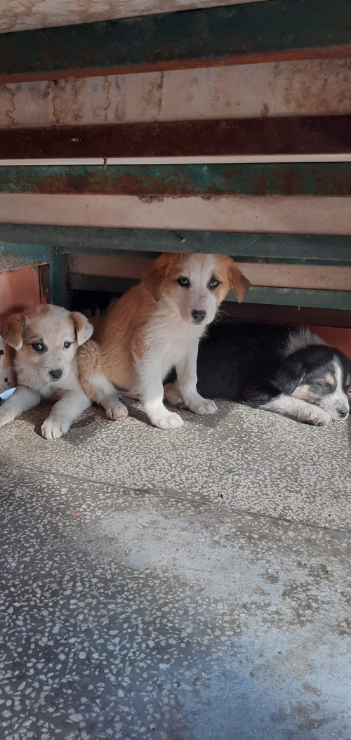 მეტისი უსახელო