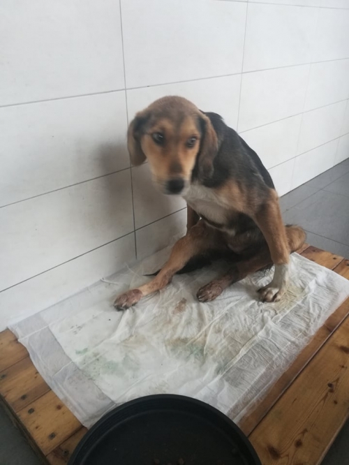 მეტისი ნატახტარი