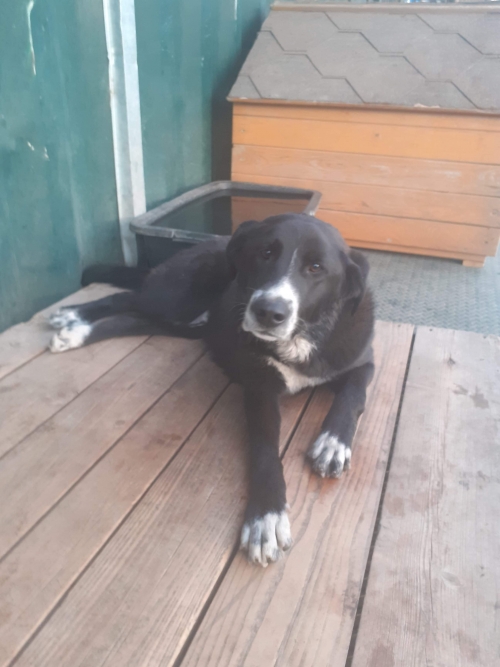 მეტისი უსახელო