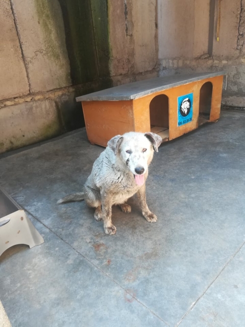 მეტისი წიწამური