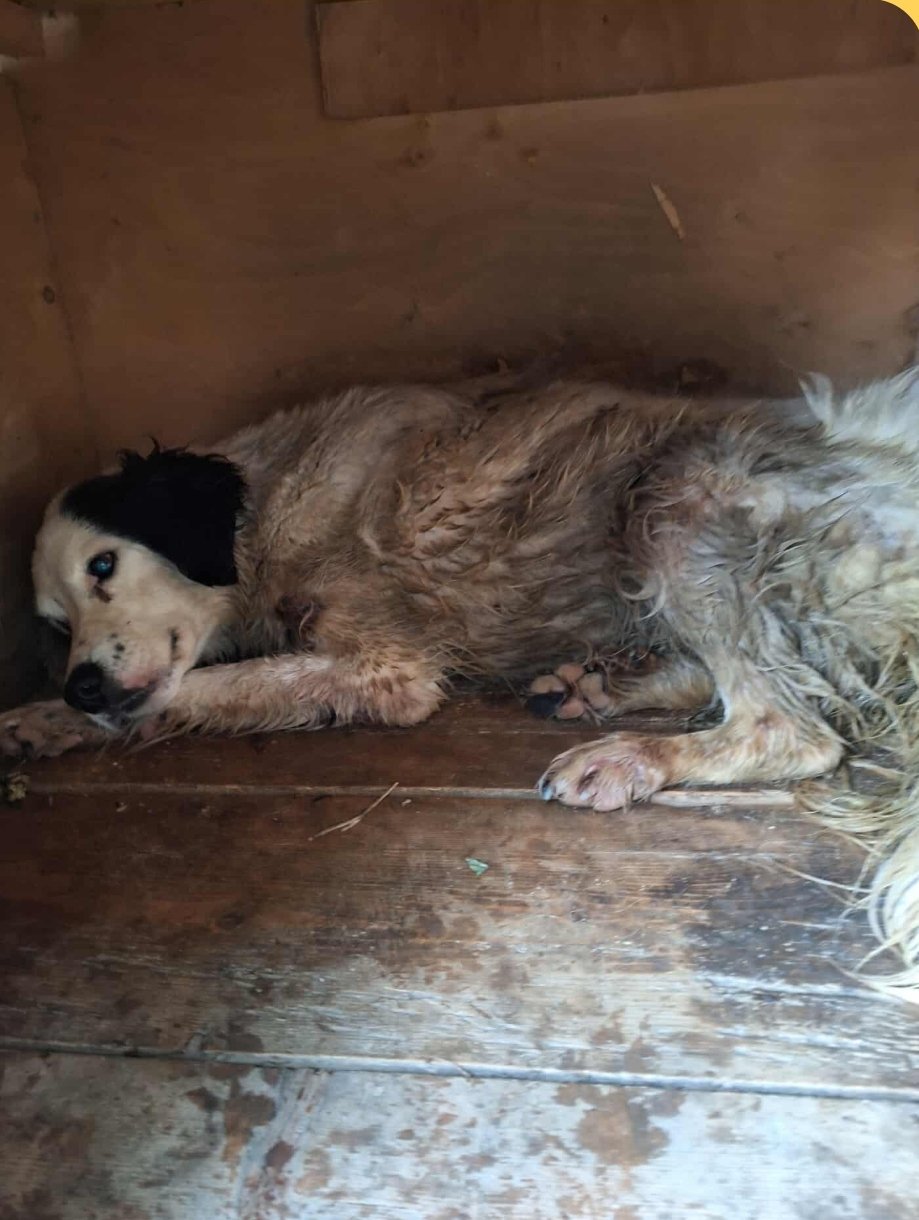 მეტისი. გლდანი