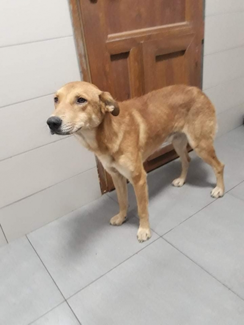 მეტისი რიჟა