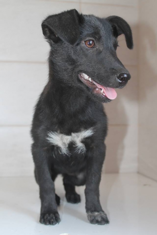 მეტისი უსახელო