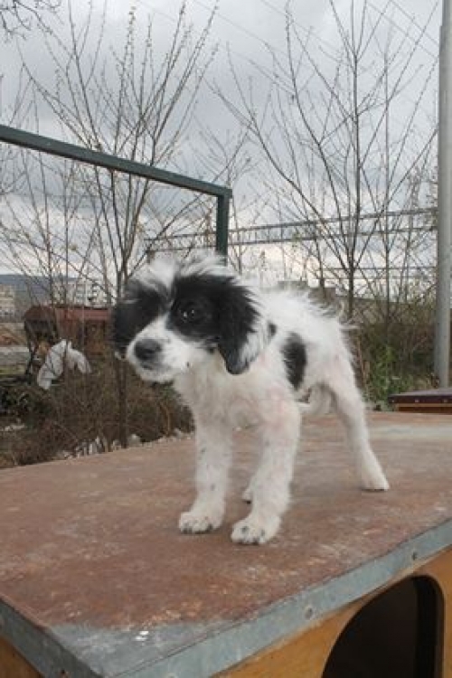 მეტისი უსახელო